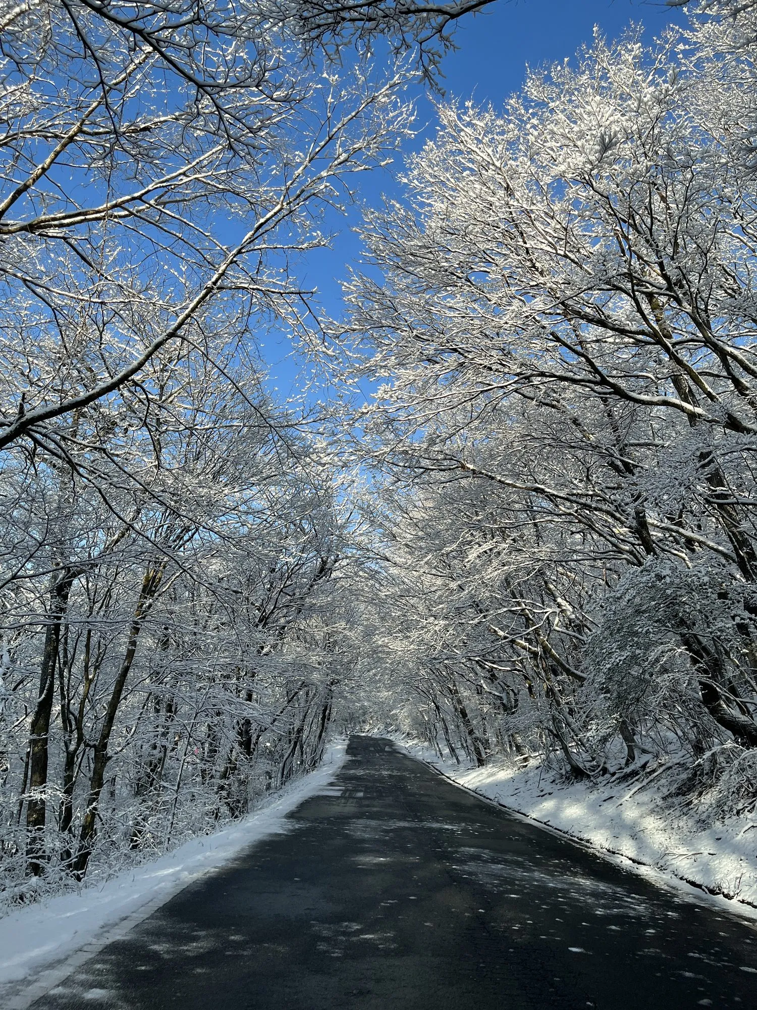 A road through snow-laden trees near Minamioguni under a clear blue winter sky