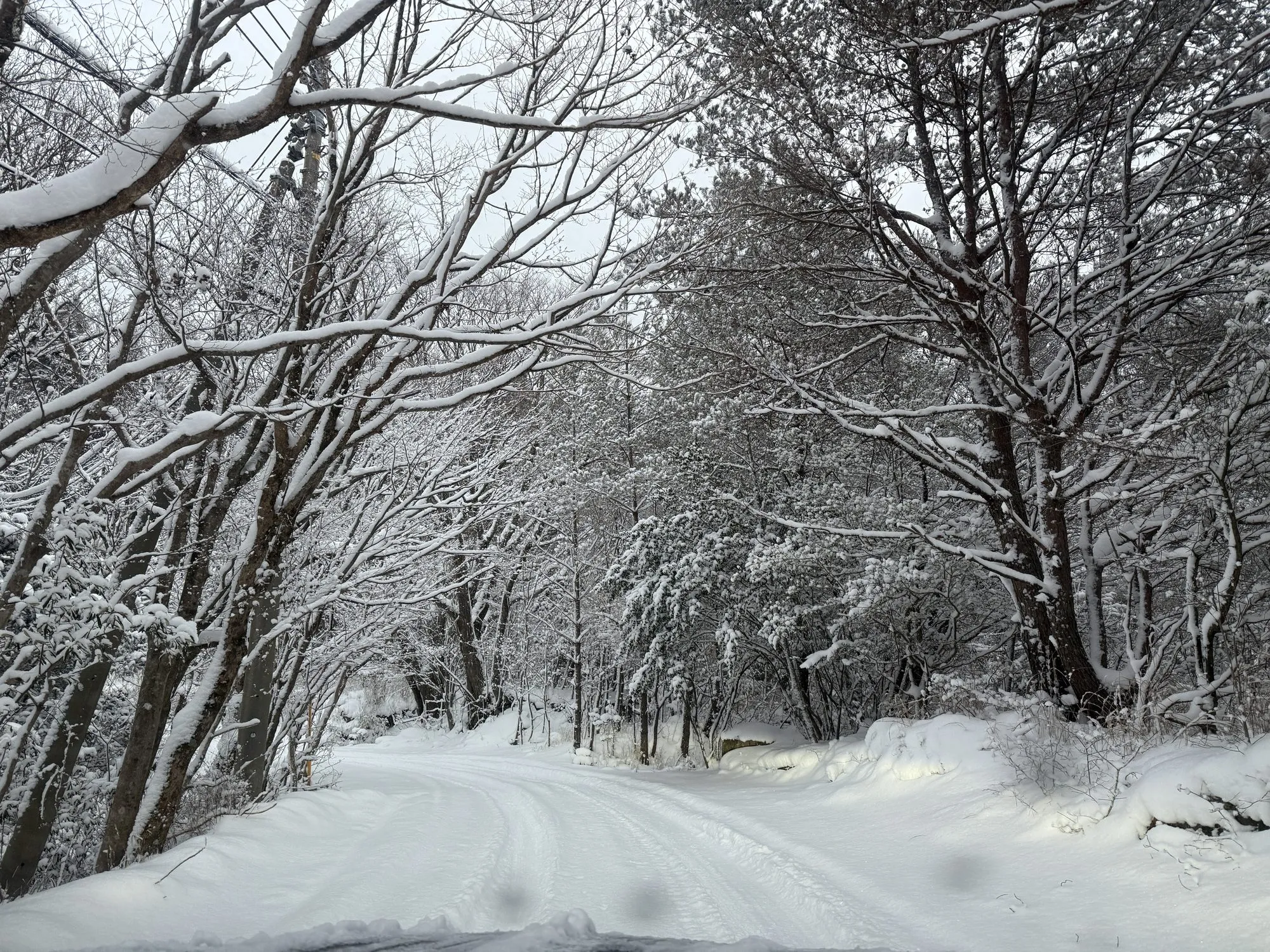 A narrow forest road near Minamioguni completely covered in snow, with only two tyre tracks showing the way through