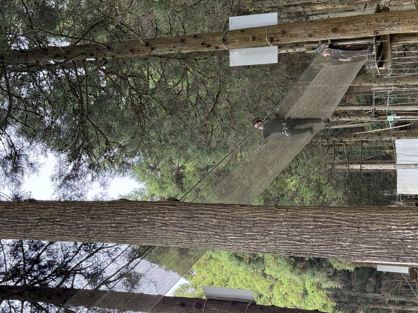 樹上の網状コースを進むアスレチック体験